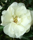 Winter White Rose