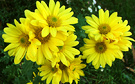 Yellow Winter Flowers