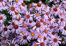 A Autumn Asters