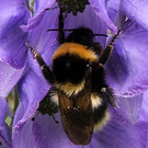 Aconitum Bumble Bee