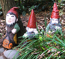 Agapanthus Gnomes Three