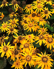 Bright Ligularia Flowers