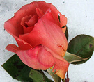 Bud Rose Snow