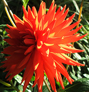 Burnt Orange Dahlia