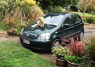 Car Cat Garden