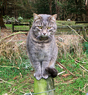 Cat On A Post