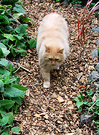 Cat Woodchips Path