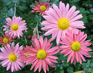 Chrysanthemum Family