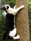 Climbing Cordyline Kitten