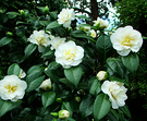 Cream Camellia Happy
