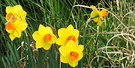 Daffodils In Grass