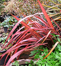 Glowing Phormium Red