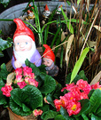 Gnome Polyanthus Pot