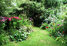 Grass Path Hydrangeas