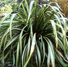 Green Phormium Flaxes