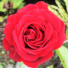 Ingrid Red Rose