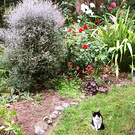Kitten Birthday Garden