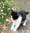 Kitten Black White