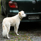 Moosey Plate Dog