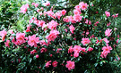 Pink Outside Camellia