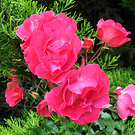 Pink Rose Conifer