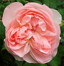 Pink Rose Sharifa