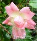 Pink Rosebud Watery
