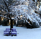 Purple Seats Snow