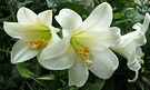 Three White Lilies