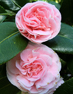 Two Camellia Pink
