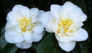 Two Camellia Whites