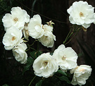 White Icebergs Roses