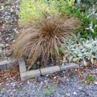 Carex Buchanni Flax