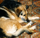 Dog Carpet