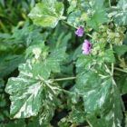 Mallow Variegated