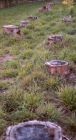 Tree Stumps