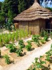 Seeds Of Hope Senegal Garden