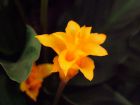 Calathea Crocata Flower