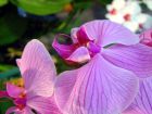 Pink Orchid