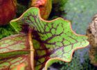 Pitcher Plant Detail