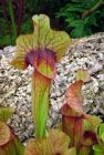 Pitcher Plants Log Fern