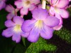 Purple Streptocarpus Party Doll