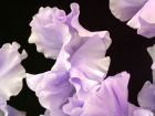 Purple Sweetpea Flower