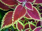 Red Green Coleus