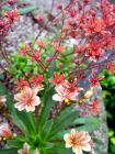 Red Pink Alpine Plants