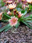 Saxifragra Rustata Alpine Plant