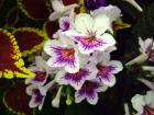 Streptocarpus Nerys Coleus Brilliant