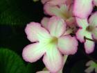 Streptocarpus Nia Flower