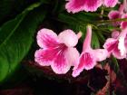 Streptocarpus Something Special