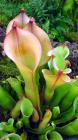 Sun Pitcher Plant